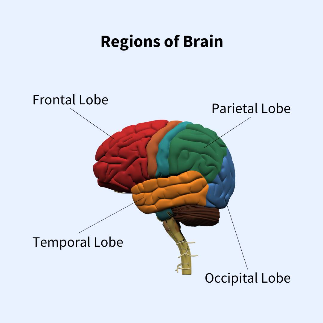 regions-of-the-brain